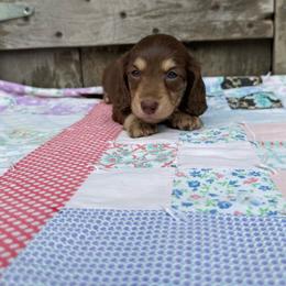 Ember - Chocolate and cream female Dachshund puppy in Squires, Missouri from Hudson’s Hounds