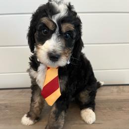 Ellis - Tri-color male Bernedoodle puppy in Garrettsville, Ohio from Sunset Family Farm