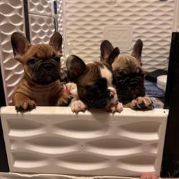French Bulldog Puppies from Mosaic French Bulldogs
