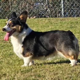 Mochi - Pembroke Welsh Corgi