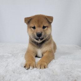 Raiden - Red male Shiba Inu puppy in Sacramento, California from Shiba Inu of Matrix