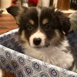 Pink collar Girl Holly - Black and tan female Pembroke Welsh Corgi puppy in Paris, Kentucky from Flat Run Corgis