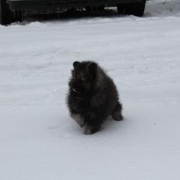 Boy 2 - Wolf sable Pomeranian puppy in Grass Lake, Michigan from Chantilly Lace Poms