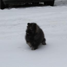 Boy 2 - Wolf sable Pomeranian puppy in Grass Lake, Michigan from Chantilly Lace Poms