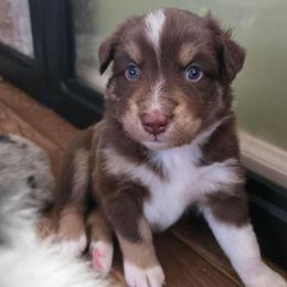 Blaze - Red tri-color male Australian Shepherd puppy in Russellville, Kentucky from Page Family Homestead