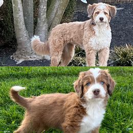 Aussiedoodle Puppies from A Dose Of Doodle