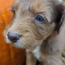 Rudolph - Aussiedoodle puppy from Doodle Mountain
