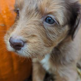 Rudolph - Aussiedoodle puppy from Doodle Mountain