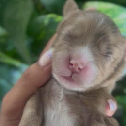 Cuddles - Merle male Goldendoodle puppy in Queen Creek, Arizona from Sunny Doodles