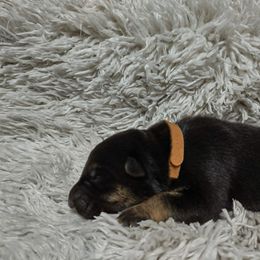 Brown collar - Black and tan female German Shepherd puppy in Gainesville, Georgia from Vom Haus Schair-Finest Working line German Shepherd Puppies