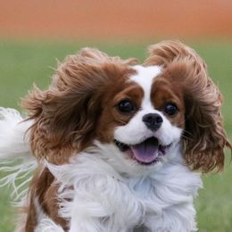 Cavalier King Charles Spaniels from Millaray Cavaliers