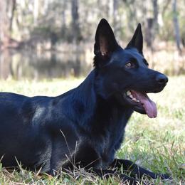 German Shepherd All Grown Up from IchBin Gesegnet