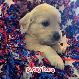 Betsy - Light golden female Golden Retriever puppy in Lehigh Acres, Florida from Puppy Love