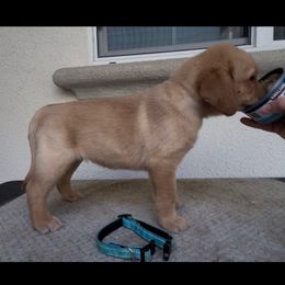 Female 6 - Yellow female Labrador Retriever puppy in Murrieta, California from The Golden Leash Kennels