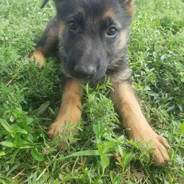 Poseidon.    Blue - Black and red German Shepherd puppy in Mccool Junction, Nebraska from Sininger Lagoon