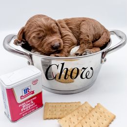 Chow - Red  male Goldendoodle puppy in Mecklenburg County, North Carolina from Rustic Road Doodles