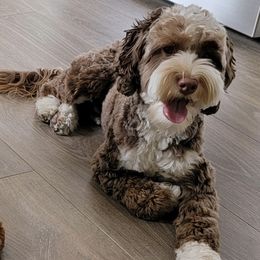 Australian Labradoodle puppies from Twin Sisters Doodles