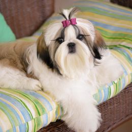 Shih Tzu Puppies from Tian Mi Shih Tzu