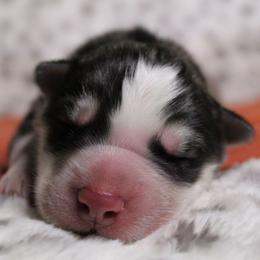 Orange - Gray and white male Siberian Husky puppy in York, Pennsylvania from Spalla Pups