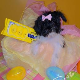 Cookie - Black female Morkie puppy in Memphis, Tennessee from Syvon's Morkies