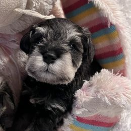 Miniature Schnauzer Puppies from Texas Schnauzers