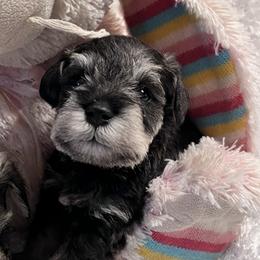 Miniature Schnauzer Puppies from Texas Schnauzers
