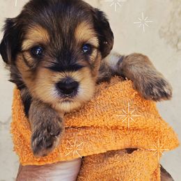 Greg - Black and tan male Yorkipoo puppy in San Diego, California from TheSocialk9