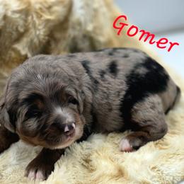 GOMER - Blue male Companion Cross puppy in Viking, Minnesota from Son Shine Farm