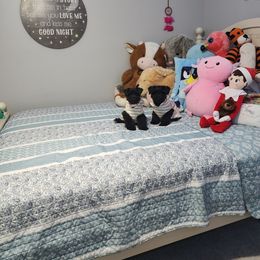 Miniature Schnauzer Puppies from C&E'S Schnauzers