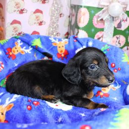 Boy 2 - Black and tan male Dachshund puppy in Swansea, South Carolina from Miniature Dachshunds of Happy Town