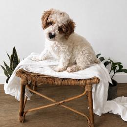Jesse - Cream female Goldendoodle puppy in Salt Lake City, Utah from Sweet T Doodles