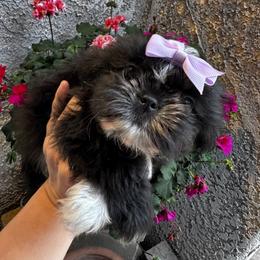 Wendy - Black and white female Shih Tzu puppy in Apple Valley, California from Southern California Shih Tzu Palace