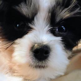 Adam - Piebald male Morkie puppy in Asheville, North Carolina from Miniature Blessings