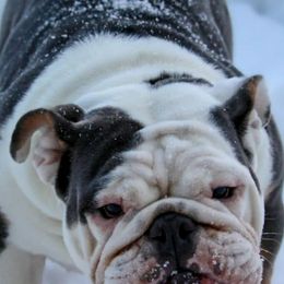 Bulldogs and French Bulldogs from Classic BullyZ Kompound