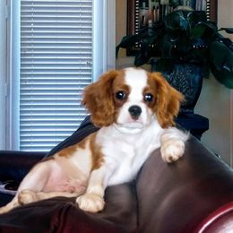 Cavalier King Charles Spaniel Puppies from Lockwood Cavaliers