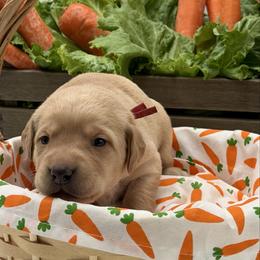 Red - Yellow female Labrador Retriever puppy in Heath Springs, South Carolina from Rich Hill Retrievers