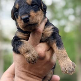 River AKA Baby Boy Orange - Black and tan male Airedale Terrier puppy in Mooresville, North Carolina from Farm 55
