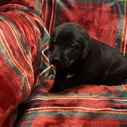 Labrador Retriever Puppies from David Knott's Labrador Retrievers