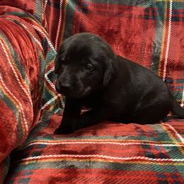 Labrador Retriever Puppies from David Knott's Labrador Retrievers
