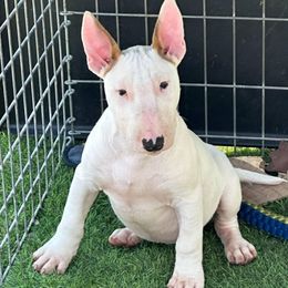 Bull Terrier Puppies from Tuffnutz Bull Terriers