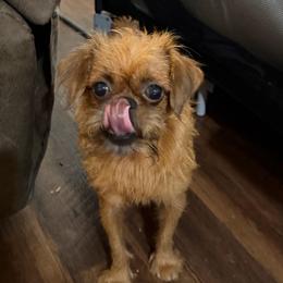 Cuddles - Brussels Griffon