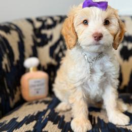 Channel (Dark purple) - Blenheim female Cavapoo puppy in West Haven, Utah from Harper Haven Cavapoos & Doodles