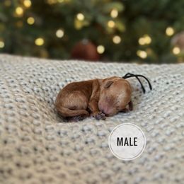 Pepper - Red  male Poodle puppy in Charlotte, North Carolina from Bruno & Co. Puppies