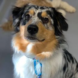 Aussiedoodles, Bernedoodles, Bernese Mountain Dogs, and Poodles from NEK Doodles