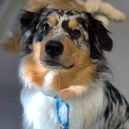 Aussiedoodles, Bernedoodles, Bernese Mountain Dogs, and Poodles from NEK Doodles