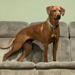 River - Rhodesian Ridgeback