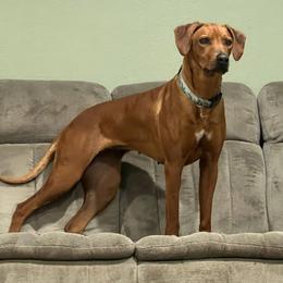 River - Rhodesian Ridgeback