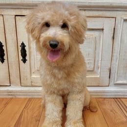 Mako - Goldendoodle