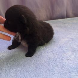 Luna - Black female Pomeranian puppy in Childersburg, Alabama from A Sample Of Gods Love Kennels