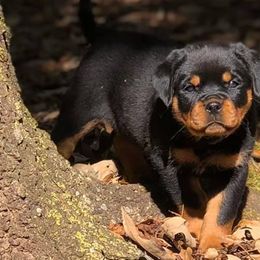 Rottweiler Puppies from Bronx Von Bridges Rottweilers